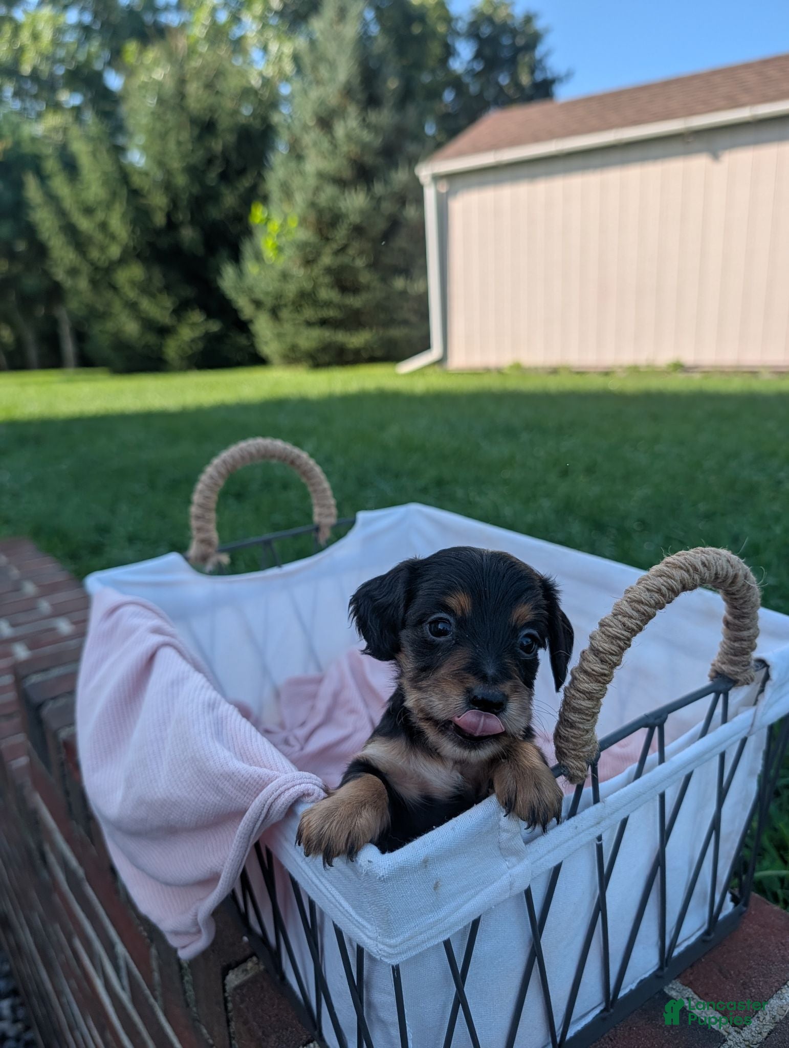 Miniature Dachshund dogs Luna - Ad 2