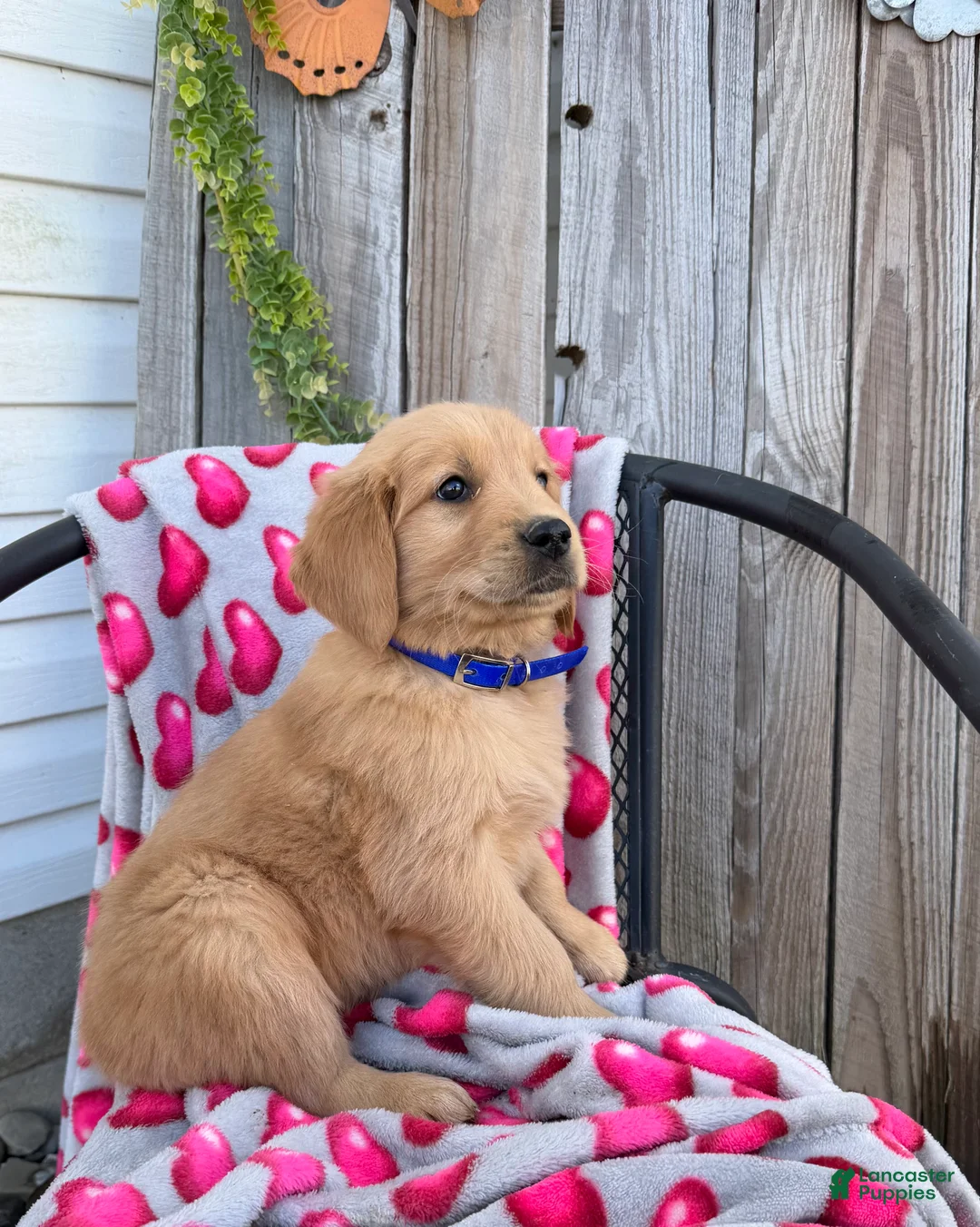 Golden Retriever dogs for sale: Alex - Ad 5