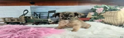 Chihuahua dogs for sale: Micro teacup chihuahua long hair. Hand Delivery  - Ad 9