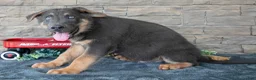 German Shepherd dogs for sale: Atlas - Ad 3