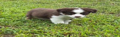 Miniature Australian Shepherd 4