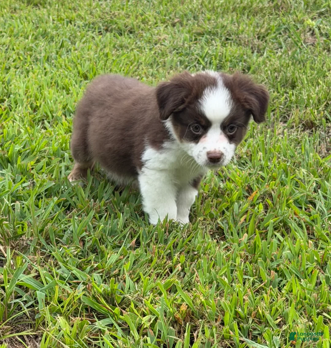 Miniature Australian Shepherd dogs for sale: Miniature Australian Shepherd 4 - Ad 1