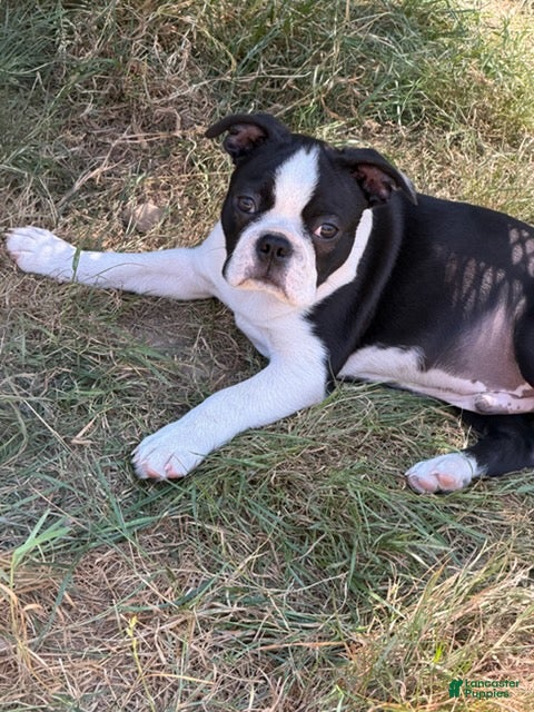 Boston Terrier dogs Lawrence - Ad 1