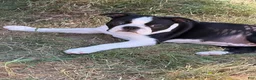 Boston Terrier dogs for sale: Lawrence - Ad 1
