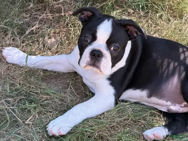 Boston Terrier dogs for sale: Lawrence - Ad 1
