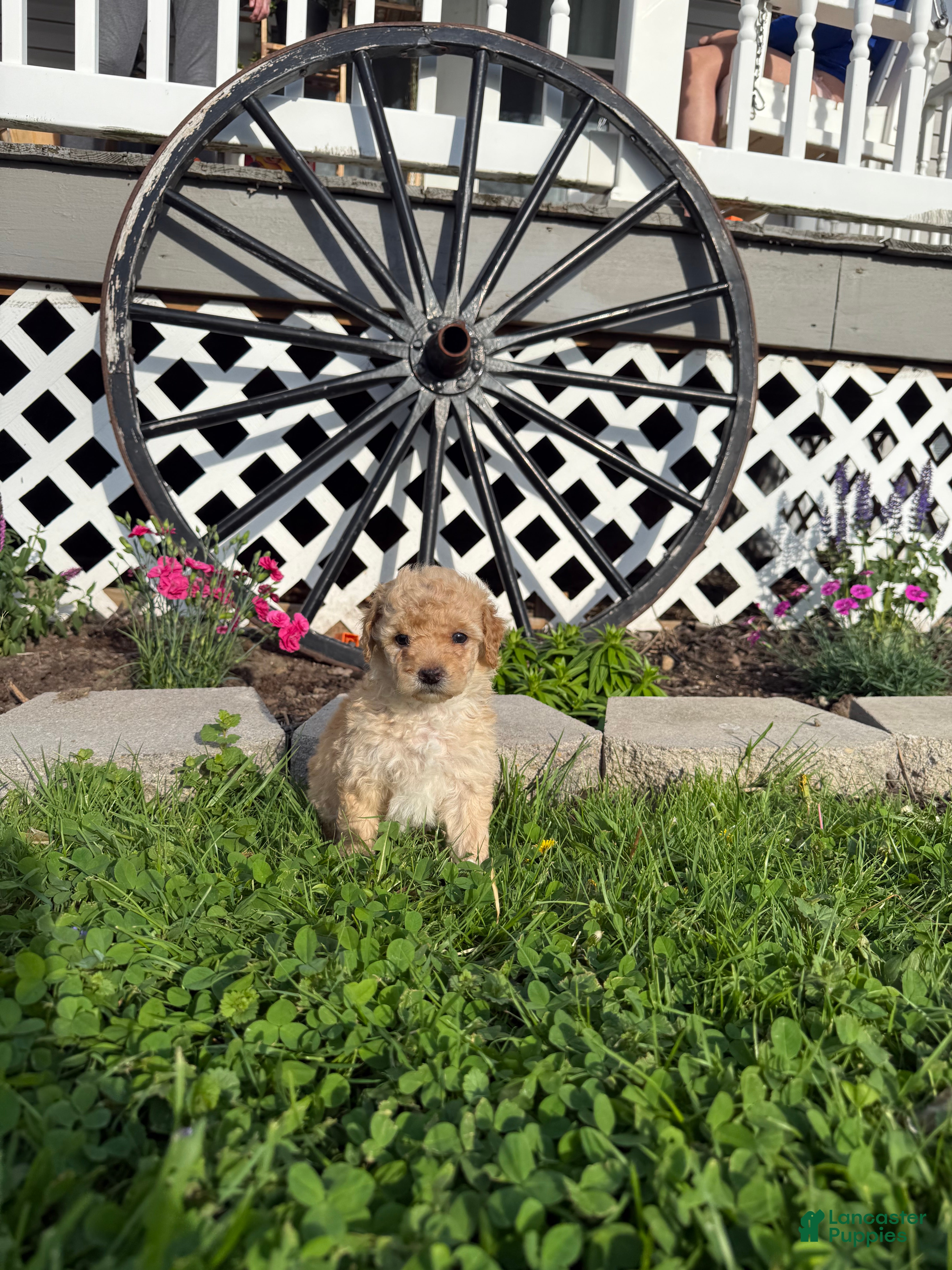 Mini Goldendoodle dogs CiCi - Ad 39