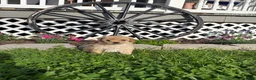 Mini Goldendoodle dogs for sale: CiCi - Ad 1