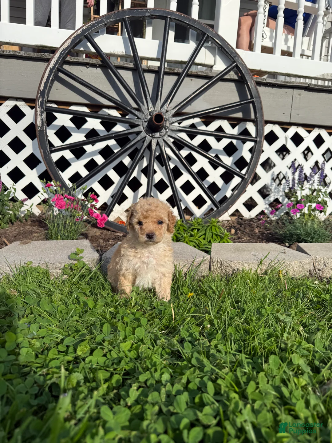 Mini Goldendoodle dogs for sale: CiCi - Ad 1