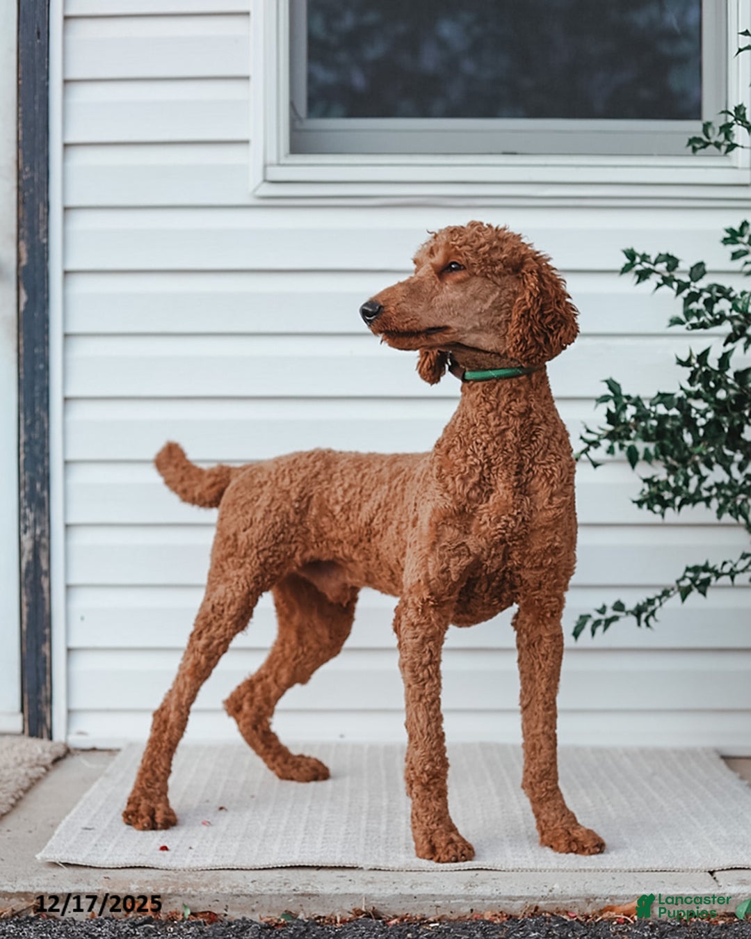Standard Poodle dogs for sale: Dante - Ad 6