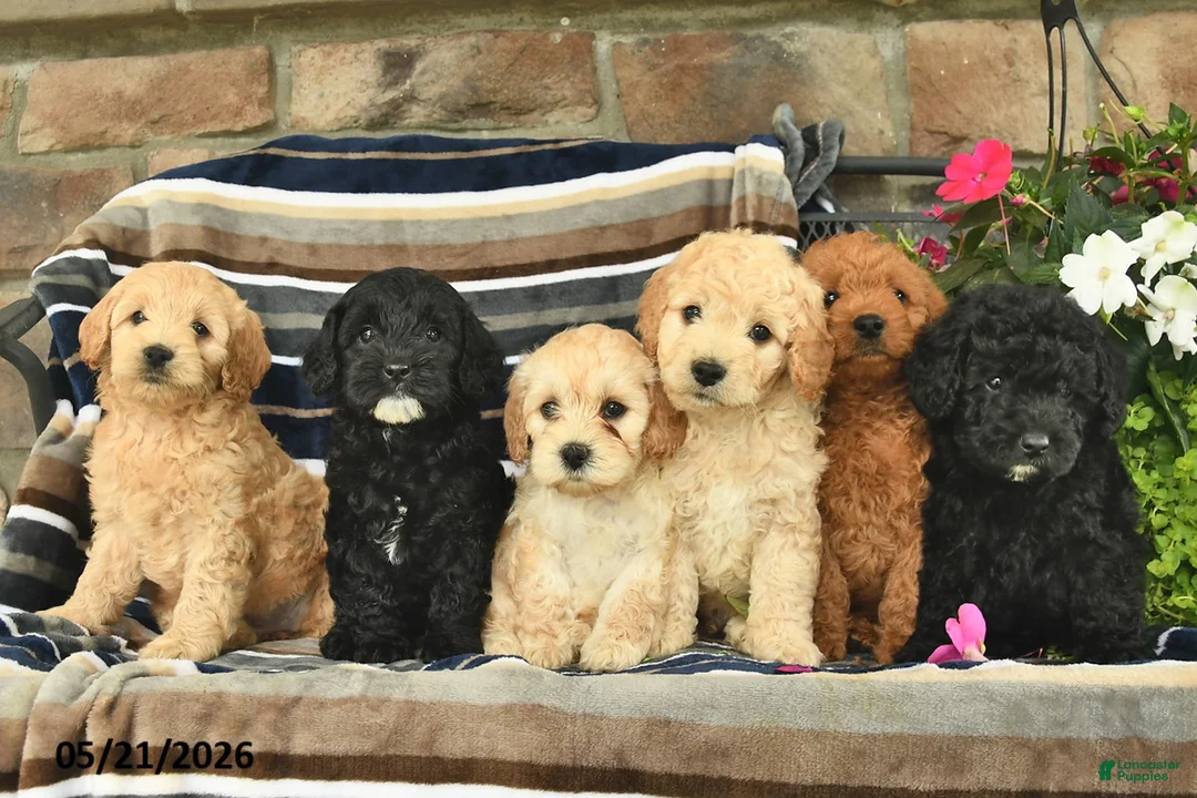 Mini Goldendoodle dogs for sale: Ember  - Ad 3