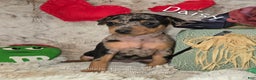 Miniature Pinscher dogs for sale: Daisy black tan tweed merle - Ad 3