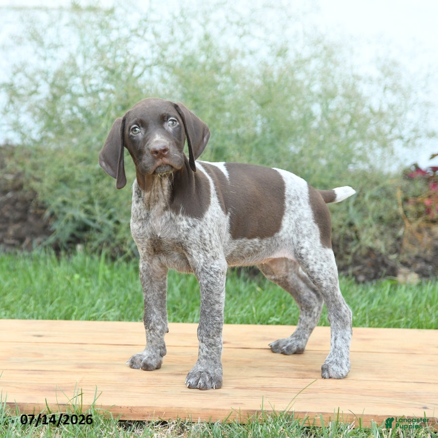 German Shorthaired Pointer dogs Clover - Ad 2