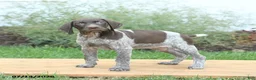 German Shorthaired Pointer dogs for sale: Clover - Ad 2