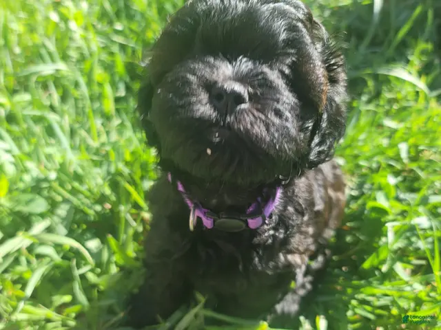 Shihpoo dogs Roxy - Ad 1