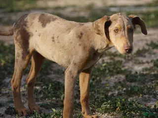 Mixed Breed dogs Lilac Fawn Merle F1 RT - Ad 28