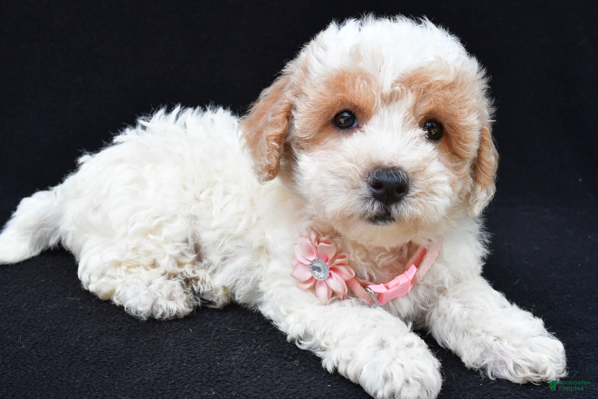 Maltipoo dogs Layla - Ad 1
