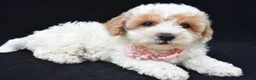 Maltipoo dogs for sale: Layla - Ad 1