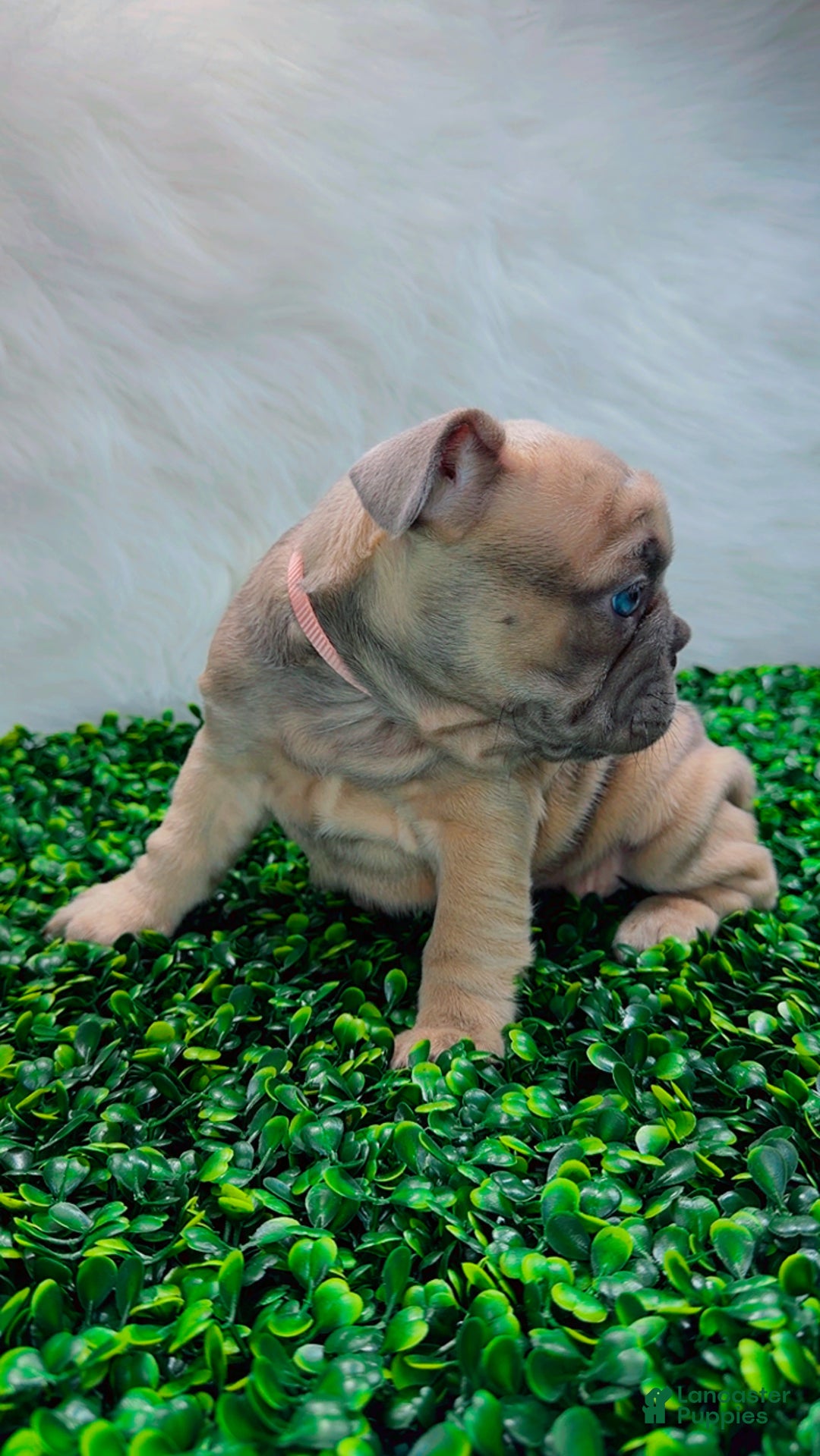 French Bulldog dogs for sale: QUENN - Ad 6