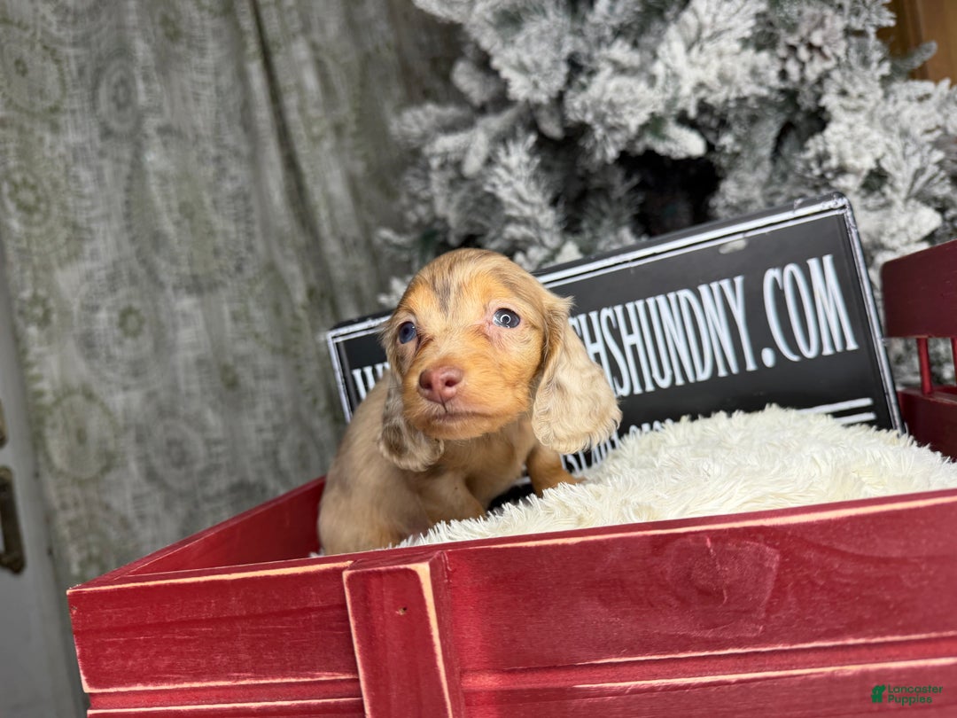 Miniature Dachshund dogs for sale: Bright blue eye - Ad 5