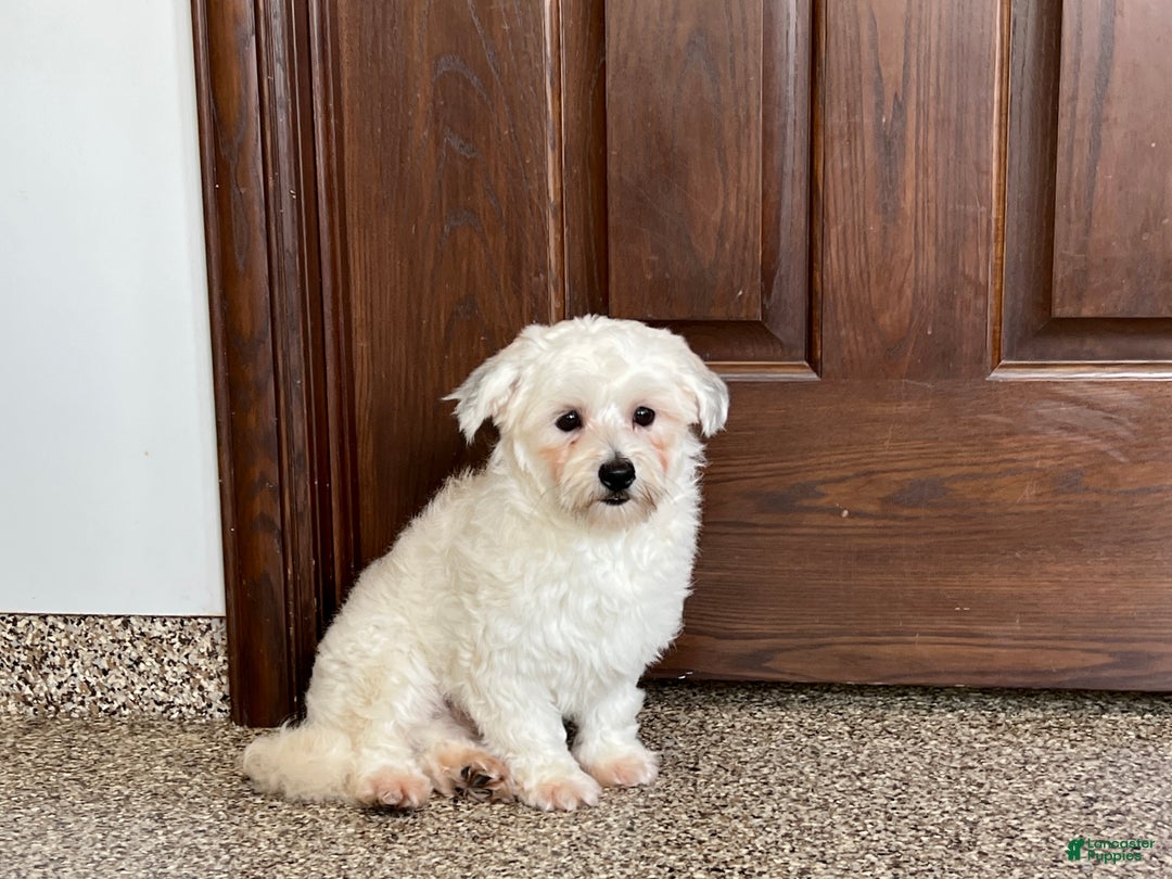 Havanese dogs for sale: Leo - Ad 3