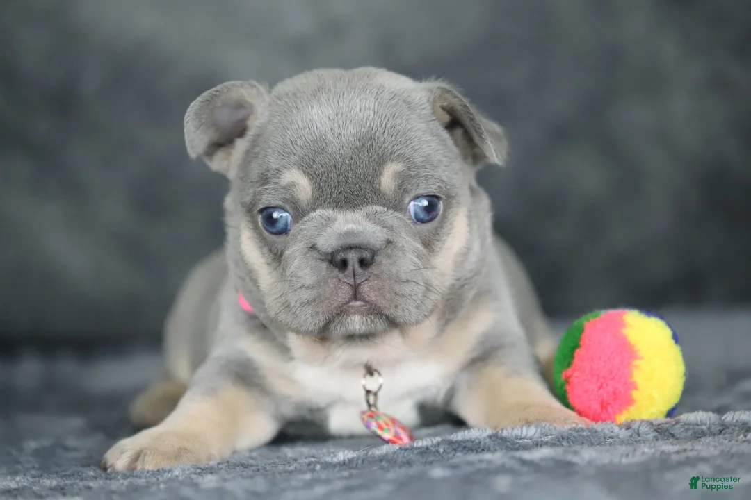 French Bulldog dogs for sale: Kira - Ad 2
