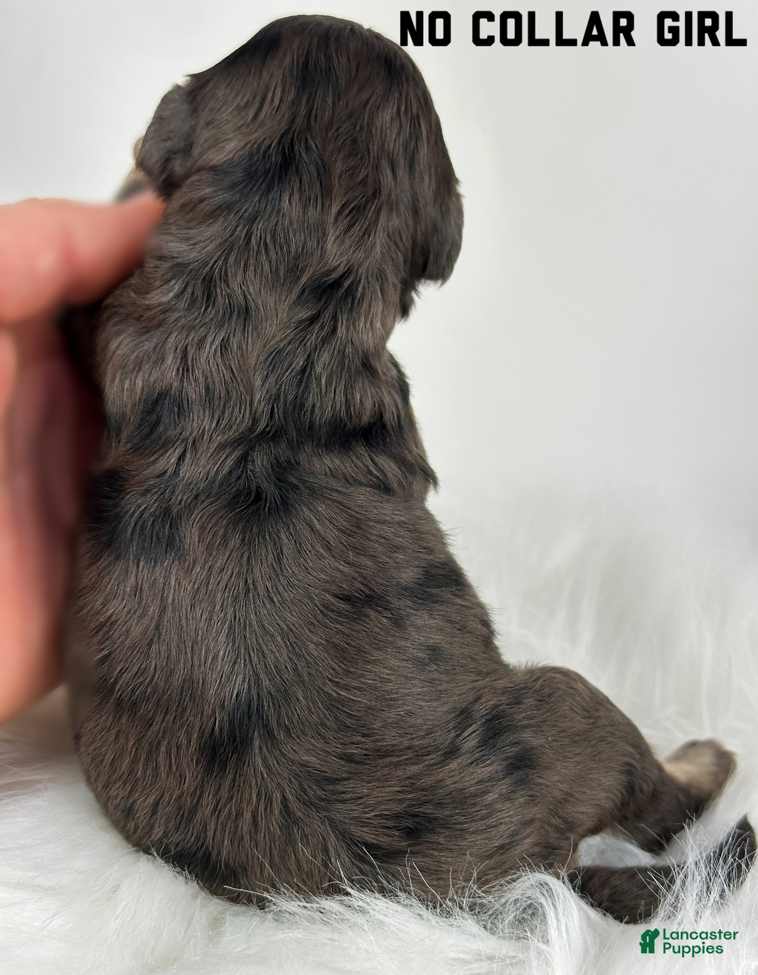 Goldendoodle dogs for sale: Goldendoodle Puppy 2 - Ad 4