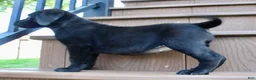 Labrador Retriever dogs for sale: Bonnie - Ad 5
