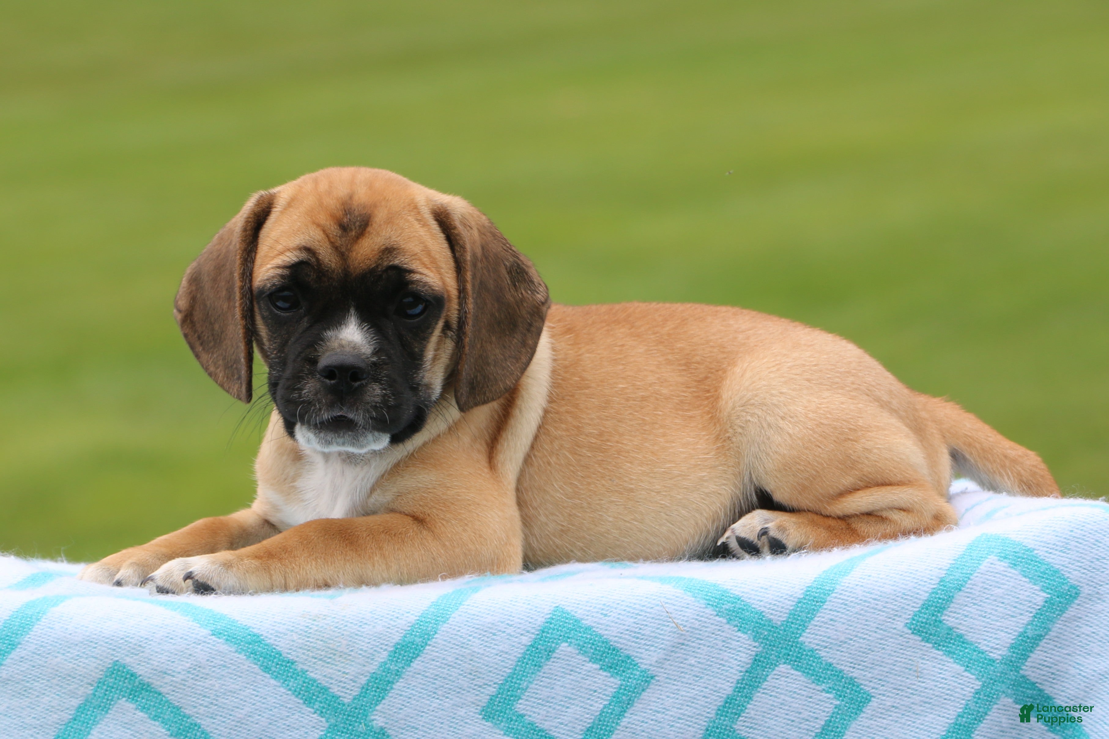Puggle dogs Kara - Ad 6