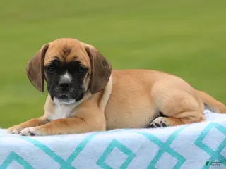 Puggle dogs Kara - Ad 23