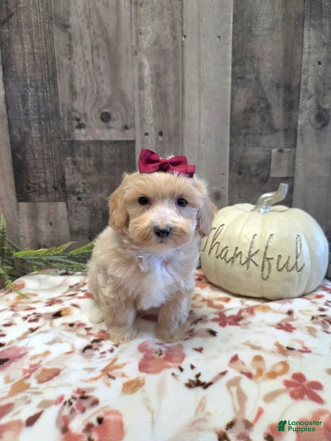 Maltipoo dogs for sale: Molly - Ad 2