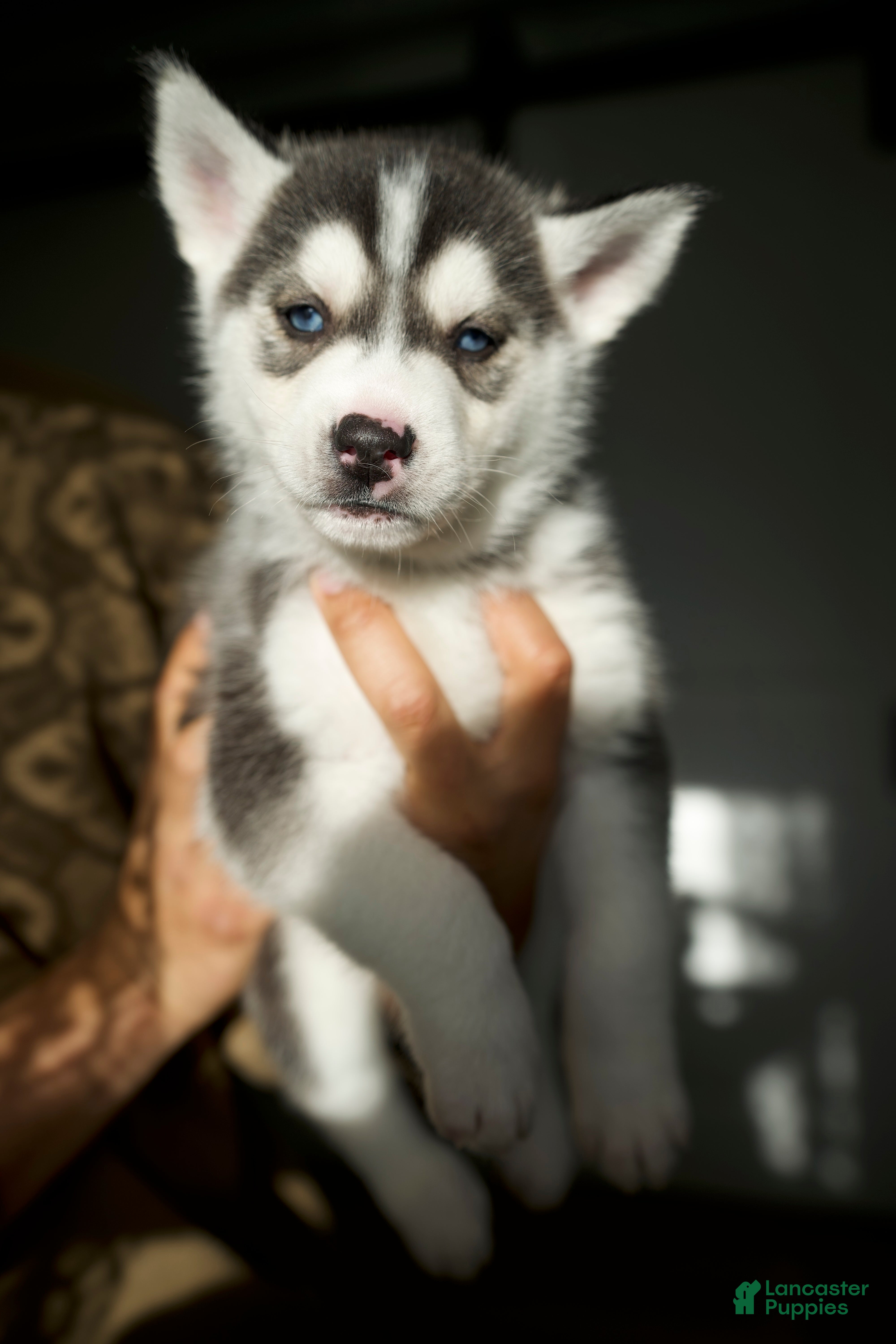 Mixed Breed dogs Bozley - Ad 24