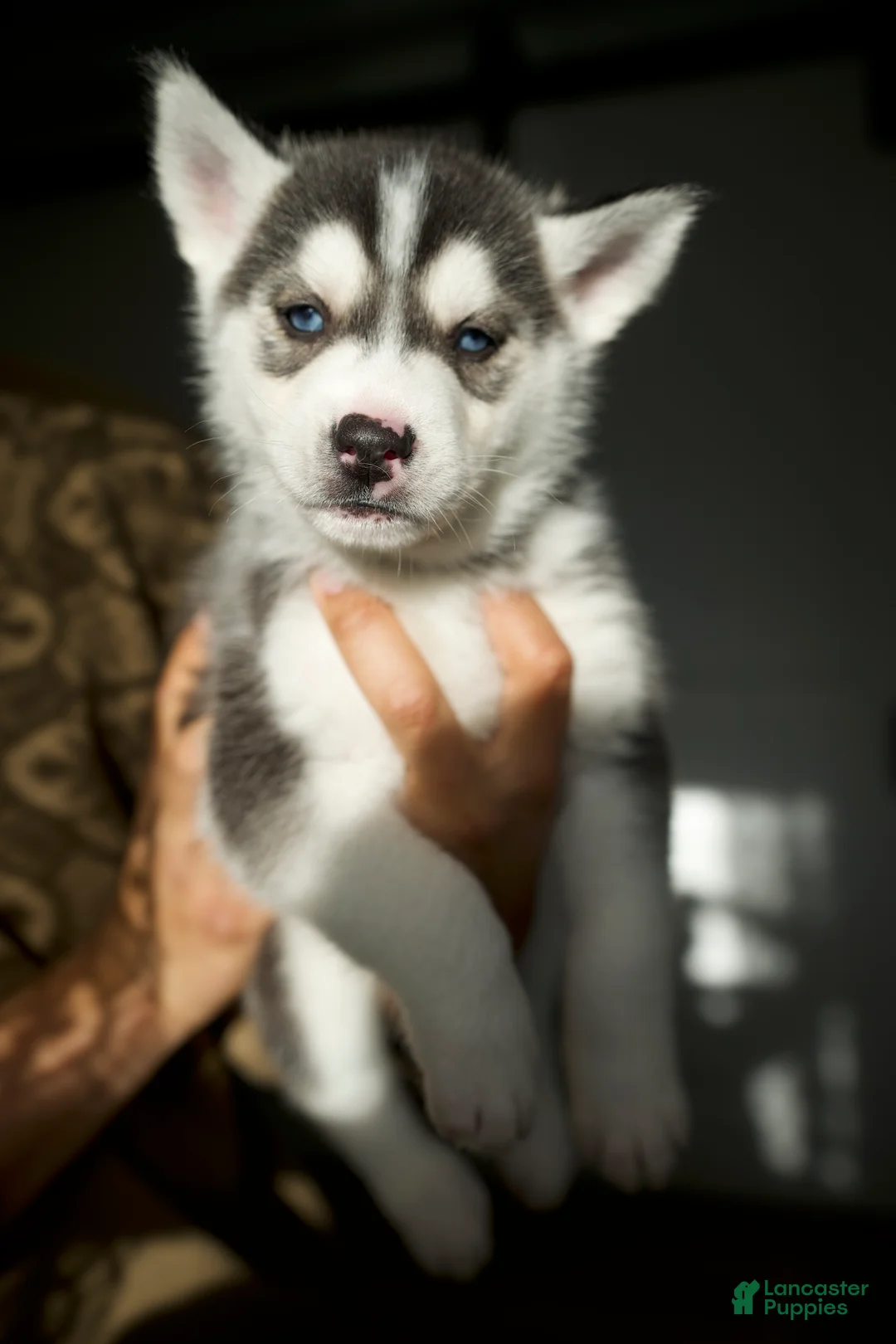 Mixed Breed dogs for sale: Bozley - Ad 1