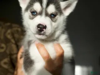 Mixed Breed dogs Bozley - Ad 24