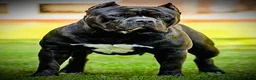 American Bully dogs for sale: American Bully Puppy 7 - Ad 10