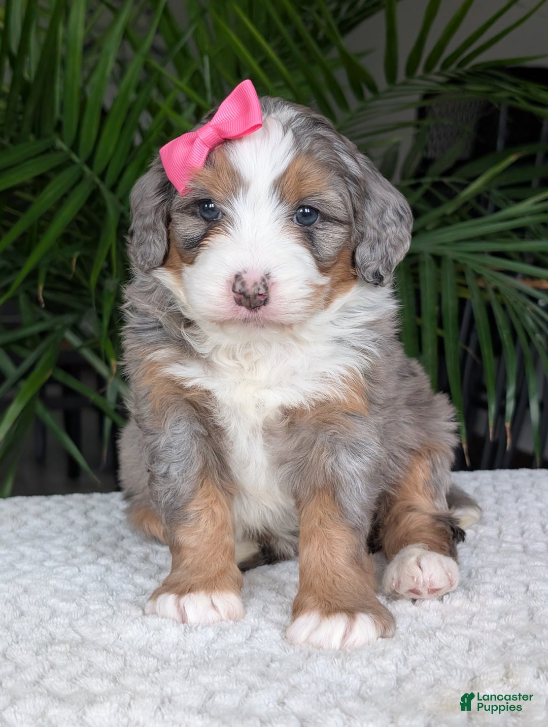 Mini Bernedoodle dogs for sale: Mini Allie  - Ad 15
