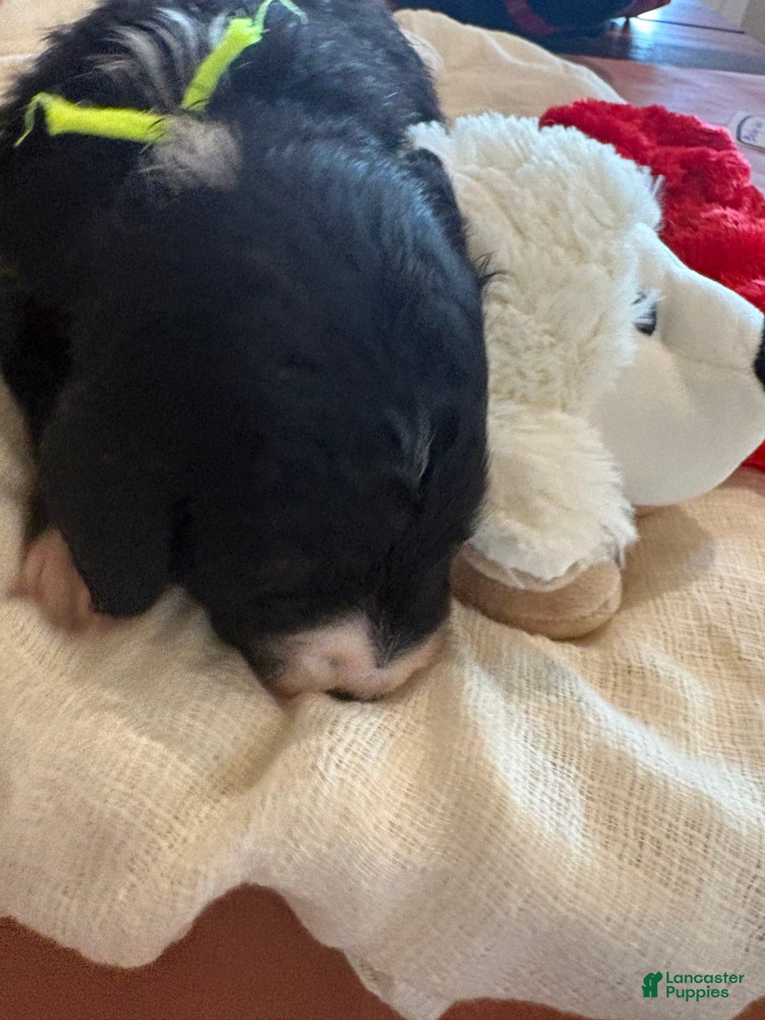 Mixed Breed dogs for sale: Male # 4 English Shepherd Doodle - Ad 6