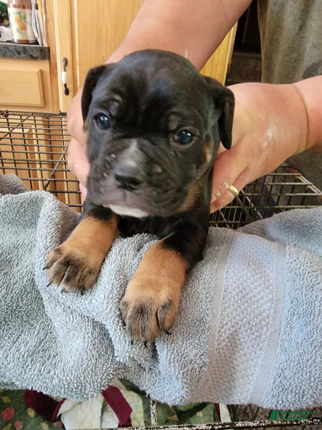 Gallery Image {{count}}