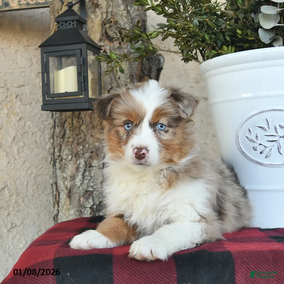 Australian Shepherd dogs for sale: Paige - Ad 3