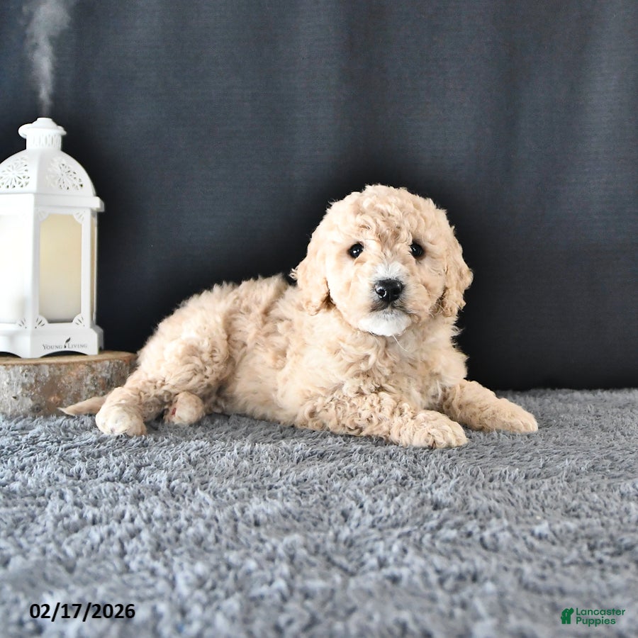 Mini Goldendoodle dogs Amber - Ad 2