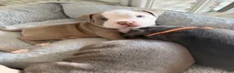 American Bully dogs for sale: American Bully 1 - Ad 3