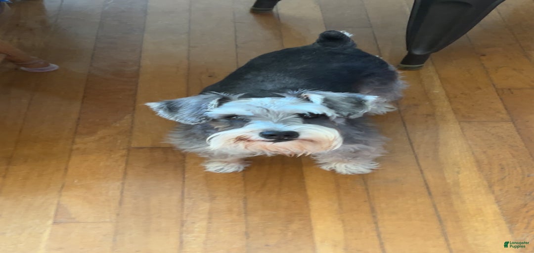 Gallery Image {{count}}