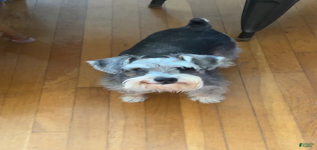 Gallery Image {{count}}