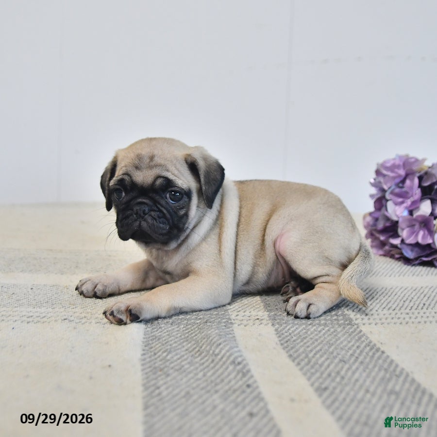 Pug dogs Orla - Ad 2
