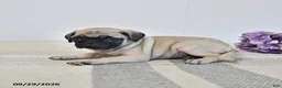 Pug dogs for sale: Orla - Ad 2