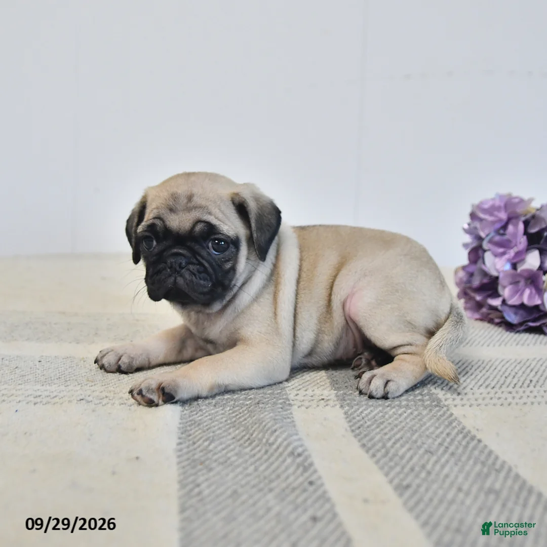 Pug dogs for sale: Orla - Ad 2