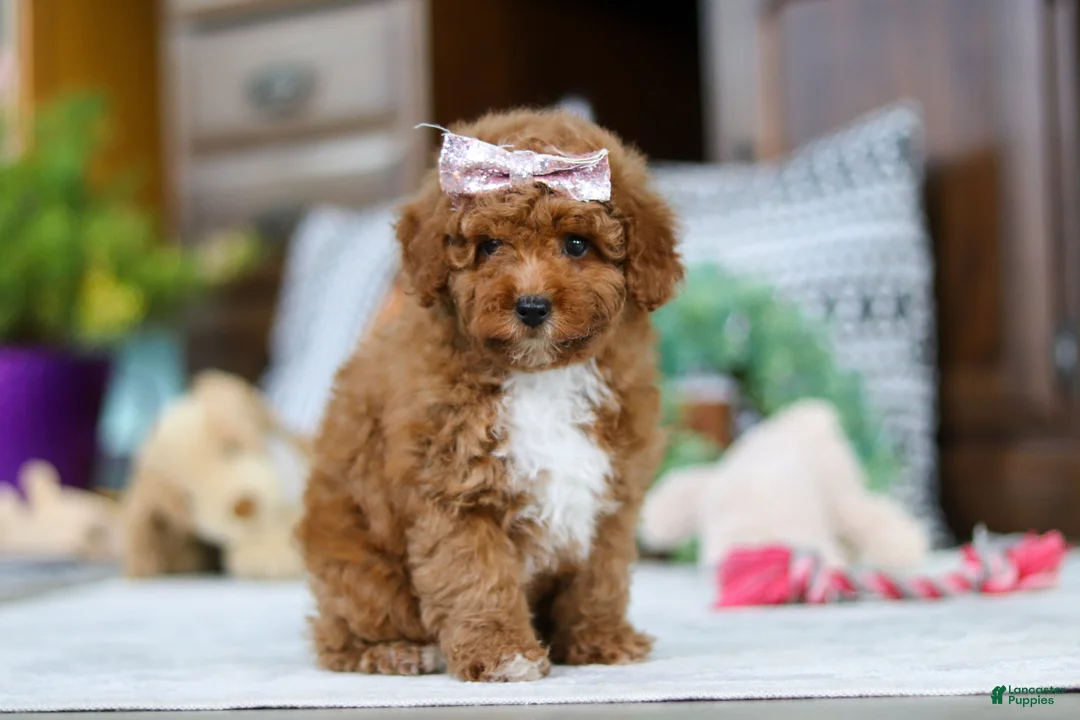 Miniature Poodle dogs for sale: Lisa - Ad 3