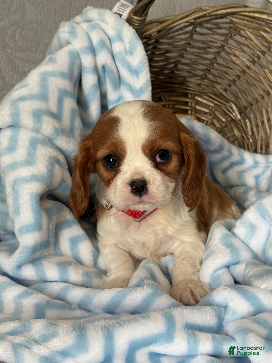 Cavalier King Charles Spaniel dogs for sale: Brayden - Ad 2