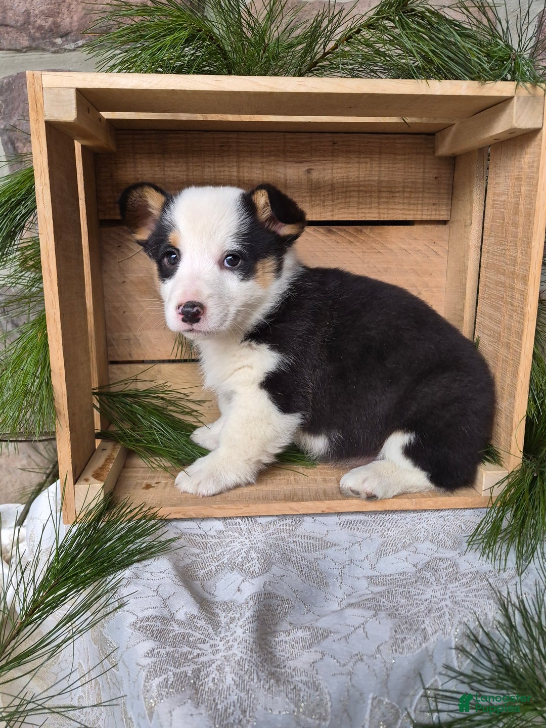 Welsh Corgi Pembroke dogs for sale: Rose - Ad 1