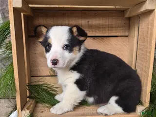 Welsh Corgi Pembroke dogs Rose - Ad 24