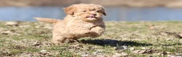 Cavapoo dogs for sale: Sweety Dear - Ad 3